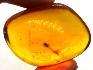 Ámbar 24 gramos con fósil de insecto volador - fósil de República Dominicana - genuino - Imagen 1 de 7