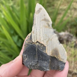 Fossil Megalodon Shark Tooth Fragment 23-3.6Million Years Old USA S. Carolina - Picture 1 of 12