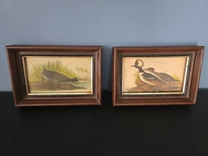 2 Vintage Holz gerahmte Ente Vogel Lithographien 5,5"x8" Stockente Ente gehopft Merganser - Bild 1 von 23