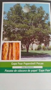 CAPE FEAR PAPERSHELL PECAN TREE Shade Nut Trees Live Plant Large Pecans Nuts - Picture 1 of 2