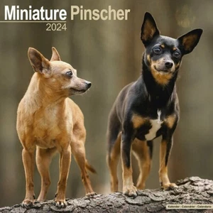 Calendrier 2024 - PINSCHER NAIN - Picture 1 of 2