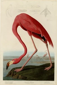 American Flamingo, John J Audubon, Birds of America, Giclee Fine Art Print, A3. - Picture 1 of 3