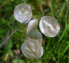 50 Samen Silberblatt Lunaria Judaspfennig Mondviole Bauerngarten Silberling