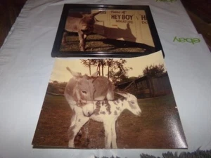 Menge 2 Fotos Miniatur Esel & Ziege Zuhause von Hey Boy One gerahmt 8 mal 10 - Bild 1 von 10