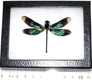 Calopteryx virgo REAL GREEN BLACK DRAGONFLY DAMSELFLY FRAMED INSECT Indonesia - Picture 1 of 1