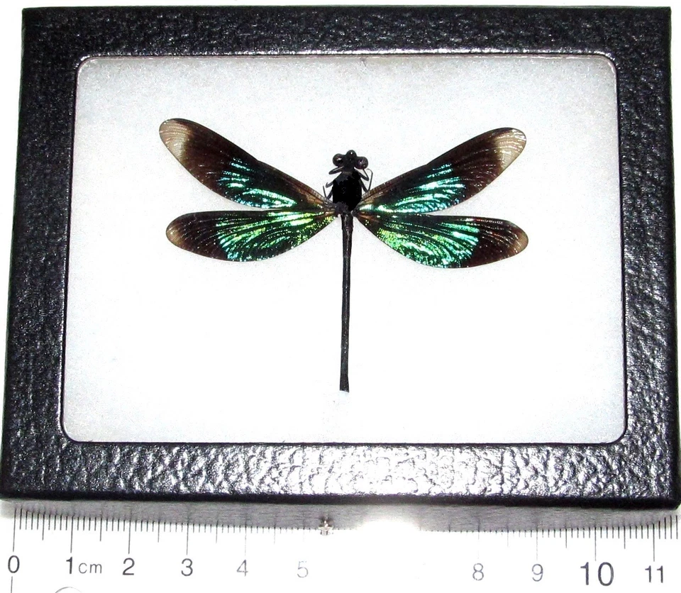 INSECTO ENMARCADO DAMISELA LIBÉLULA NEGRA VERDE REAL CALOPTERYX VIRGO Indonesia Foto 1 de 1