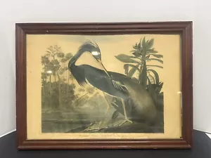 Antica Stampa Louisiana Heron Audubon Edizione Havell Limited n. 44 - Foto 1 di 8