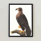 Vintage Hawk Illustration Bird Antique Lithograph Retro Decor 7x5 Wall Art Print