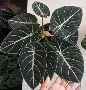 Set 2 Black Velvet Alocasia Live Plants - 4-6" Tall - Ship No Pot - Houseplant - Picture 1 of 8
