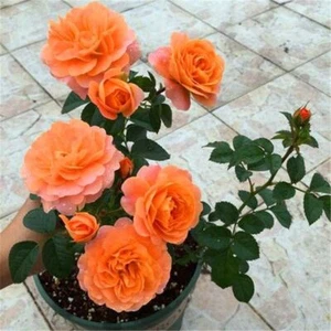 20 ROSE FLOWER SEEDS rare exotic plant garden for bud stratification/germination - Picture 1 of 35