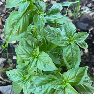 Prospera F1 Green Basil Seed Packet: 150 Seeds, Hybrid Organic Disease Resistant - Image 1 of 4