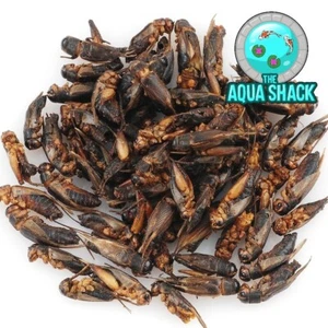 Natural Dried Crickets - Japanese Koi Treats High Protein Coldwater Pond Food - Picture 1 of 1