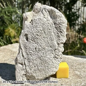 Stylimis Turtle Shell Fragment Fossil - Oligocene; 30 Million Yrs, South - Picture 1 of 1