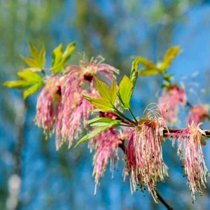 Acer negundo (Ash Maple / Box Elder Tree) 10 - 100 Seeds | RARE Garden Bonsai UK - Picture 1 of 4