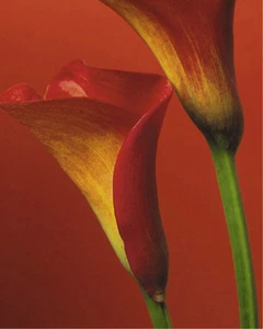 POSTER Red Calla Lilies 16x20 - Picture 1 of 1