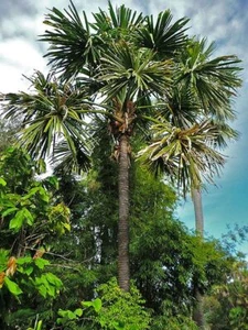 Borassodendron machadonis Palm Tree - Picture 1 of 14