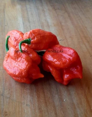 Dragon´s breath ( más picante que carolina reaper ) chili 10 semillas seeds
