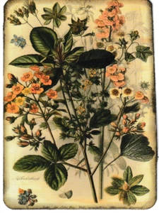 Junk Journal Art Cards, Beautiful Botanicals , 6 pcs 4" x 6" - Picture 1 of 6
