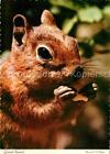 72623715 Eichhoernchen Ground Squirrel Tiere