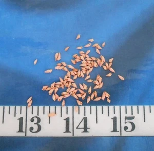 ~ Auger Shells ~ Vintage ~ 100+ ~ *MICRO* ~ Dyed Peach ~ Sailor's Valentines ~ - Picture 1 of 2