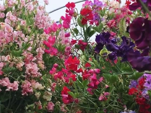DUFTWICKE SPENCER MIX 50 Samen EDELWICKE Ranker Lathyrus odoratus 🌸 SWEET PEA - Imagen 1 de 4