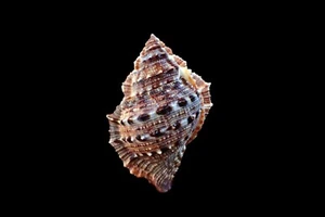 Seashell - Bufonaria cromena - 72 mm - Imagen 1 de 3