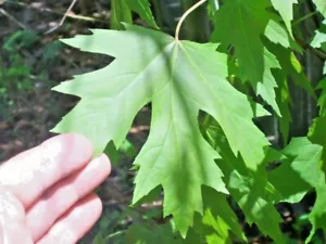 15 SEMI D'ACERO ARGENTO - Acer saccarinum - Foto 1 di 6