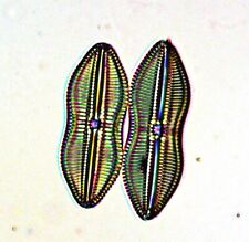 Antique Microscope Slide. Diatoms Navicula Sp by J.Tempere.