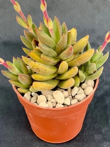 Crassula Justus Corderoy Bunt Topf Ø 5,5 - Bild 1 von 1