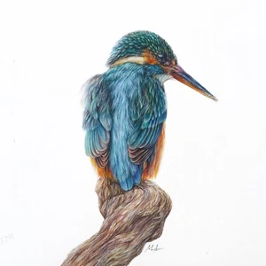 ORIGINAL Watercolour Painting. Kingfisher on Wood 10”×10” by Mila Ansell - Picture 1 of 1