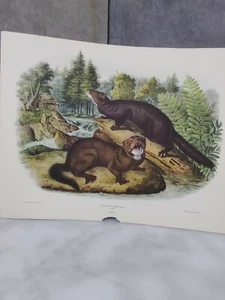 John J. AUDUBON Potorius Vison Mink - Picture 1 of 5