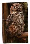 North American Great Horned Owl - Postcard