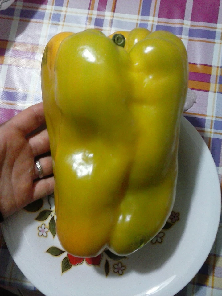 PEPERONE GIGANTE GIALLO, POLPOSO, DOLCE, 15 SEMI, SEEDS - Immagine 1 di 1