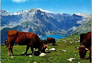 Cattle Grazing in the Mountains of Montana Crans, Switzerland Postcard - Picture 1 of 2