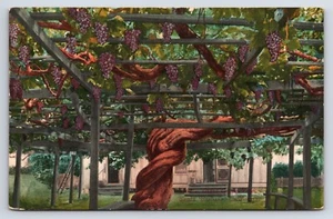 Postcard Giant Grape Vine Field House Shanty Santa Barbara California c1910 UNP - Picture 1 of 6