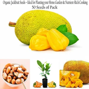 Bio Jackfrucht Samen - ideal zum Pflanzen von Garten & Nährstoffreich kochen 300 Gramm - Bild 1 von 6