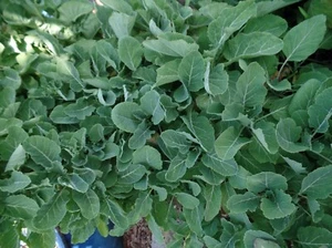 EWIGER KOHL Brassica oleracea 5 Stecklinge/ unbewurzelte Seitentriebe winterhart - Bild 1 von 3