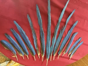 Blau und Gold Ara Federn 13 - Bild 1 von 5