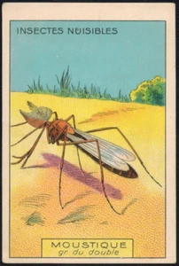 Chromo-Chicorea Arlatte-Cambrai-Insekt die Mücke (Culicides)-Db.34 - Bild 1 von 2