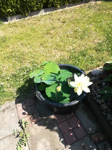 lotusblume Rhizom Sorte Grüne Maid - Bild 1 von 4