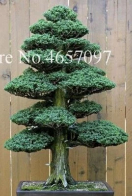 20 SEMILLAS para PINO BONSÁI #6 enano mini rara planta de jardín exótica vendedor de EE. UU. Foto 1 de 3