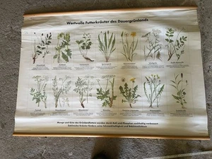 lehrtafel rollkarte Ca 80x118 Cm Wertvolle Futterkräuter Des Dauergrünlands - Bild 1 von 2