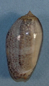 OLIVA INCRASSATA 42.94mm BLACK STRIPED SPECIMEN El Golfo de Santa Clara, Mexico - Picture 1 of 3
