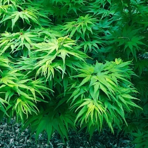 10 "DWARF" Japanese Maple Tree Seeds (Mikawa yatsubusa) UNIQUE Hemp Herb Bonsai  - Picture 1 of 15