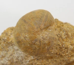 Seeigel, Nucleolites scutatus, Jura, oxford, Villers sur Mer, Frankreich -L242 - Picture 1 of 5