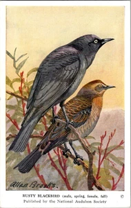 Vintage Audubon Bird Card by ALLAN BROOKS 1950s Rusty Blackbird # 27 - Foto 1 di 2