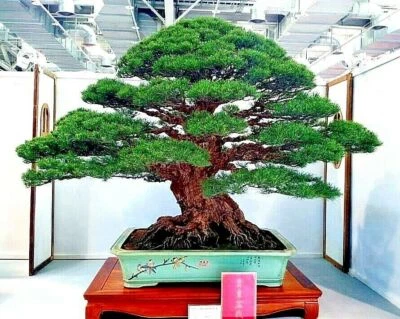 10 SEMILLAS DE PINO NEGRO JAPONÉS (Pinus thunbergii) "Fáciles y famosas para Bonsai" Foto 1 de 4