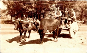 Out for a family ride in their Oxen cart in Michigan rppc postcard a104 - Picture 1 of 2