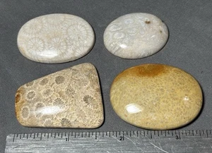 Lot Of (4) Gorgeous Fossil Coral Cabochons,  Great Jewelry - Picture 1 of 3