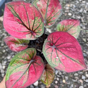 Caladium Likhitsap 1 Bulb Elephant Ear Heart of Jesus Angel wings Thailand - Picture 1 of 6
